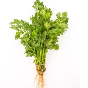 Coriander