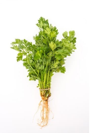 Coriander
