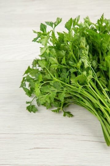 Coriander - Image 2