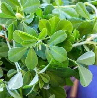 Deep Rooted Methi - Image 2