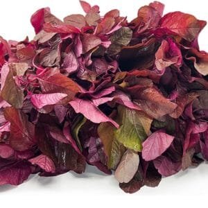 Red Amaranth