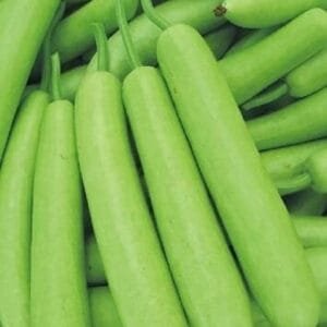 Bottle Gourd (Lauki)